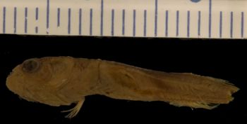 Media type: image; Ichthyology 27475
